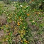 Solanum campylacanthum Plante entière