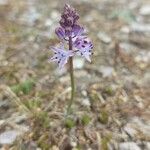 Scilla verna Flower