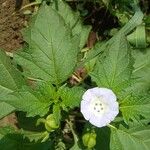 Nicandra physalodesBlomma