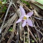 Colchicum cupanii ফুল