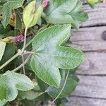 Passiflora manicata Leaf