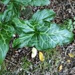 Arum italicumLeaf