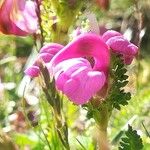 Pedicularis pyrenaica Квітка