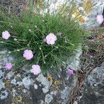 Dianthus subacaulis Habitus