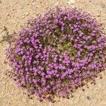 Spergularia rubra Hábito