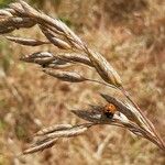 Bromus hordeaceusഇല