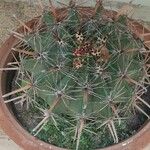 Ferocactus herrerae Hostoa