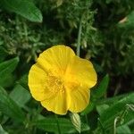 Helianthemum nummularium Blomma