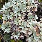 Potentilla valderia Likasa