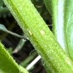 Crepis conyzifolia Bark