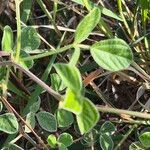 Rhynchosia minima Leaf