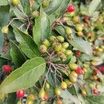 Pourthiaea villosa Fruit