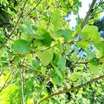 Betula glandulosa Leaf