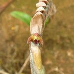 Bulbophyllum lupulinum Flower