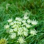 Peucedanum palustre Fleur