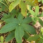 Potentilla thurberi Leaf