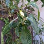 Impatiens arguta Flor