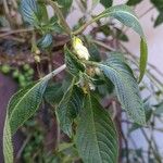 Impatiens arguta Flower