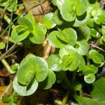 Bacopa salzmannii Habitus