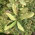 Cordia sinensisFulla