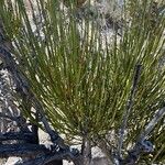 Ephedra viridis Leaf