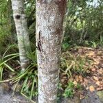 Manilkara obovata बार्क (छाल)