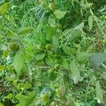 Carpesium cernuum 花