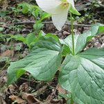 Trillium flexipes 形态