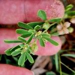 Crotalaria medicaginea 葉