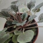 Saintpaulia ionantha Hoja