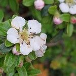 Cotoneaster microphyllus Blomma