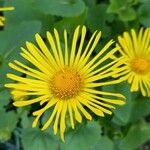 Doronicum columnae 花