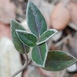 Helianthemum cinereum Folio