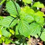 Stachytarpheta jamaicensis Leaf