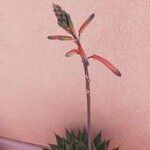 Aloe aristata Кветка
