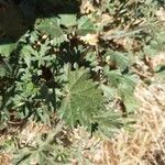 Malva tournefortiana Leaf