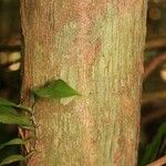 Mouriri nervosa Kabuk