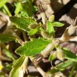 Mentzelia parvifolia Φύλλο