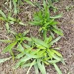 Plantago serraria Hoja