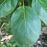 Cordia subcordata Leaf