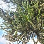 Araucaria montana Лист