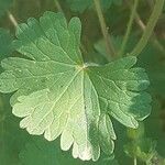 Geranium rotundifolium Leaf