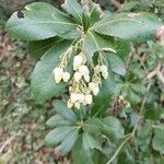 Arbutus unedoBlomma