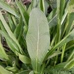 Centaurea graminifolia Blatt