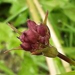 Viscaria vulgaris Fleur