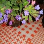 Pulmonaria officinalis ফুল