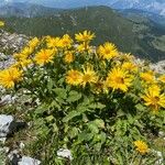 Doronicum grandiflorumFlower