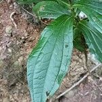 Ixanthus viscosus Hoja