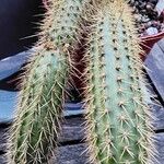 Bergerocactus emoryi Hábito
