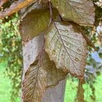 Fagus orientalis Leaf